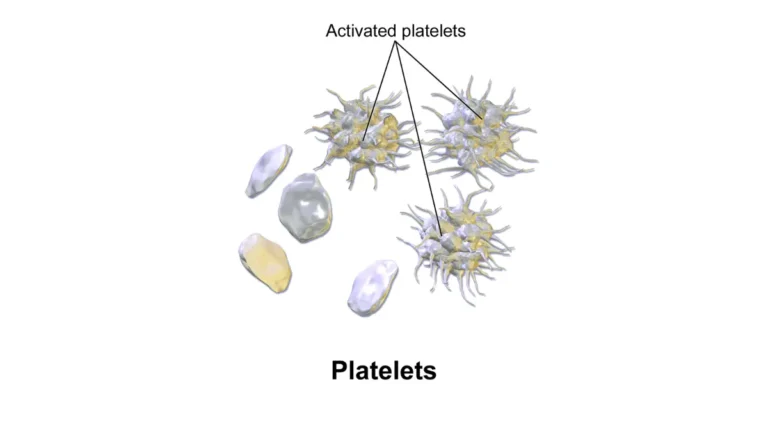 Medical vector illustration showing active and inactive blood platelets, used to understand clinical conditions like a low platelet count.