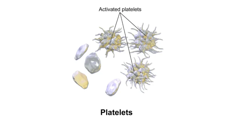 Medical vector illustration showing active and inactive blood platelets, used to understand clinical conditions like a low platelet count.