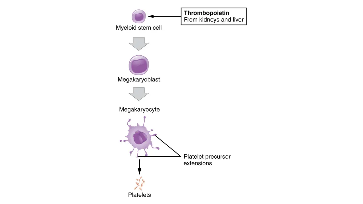 Anatomy vector schematic tracking platelet production from megakaryocytes in the bone marrow, an essential baseline for understanding abnormal CBC platelet flags.