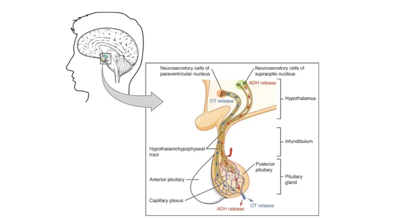 Anatomical vector diagram of the posterior pituitary gland secreting antidiuretic hormone (ADH) into the bloodstream, a primary mechanism underlying low sodium causes.