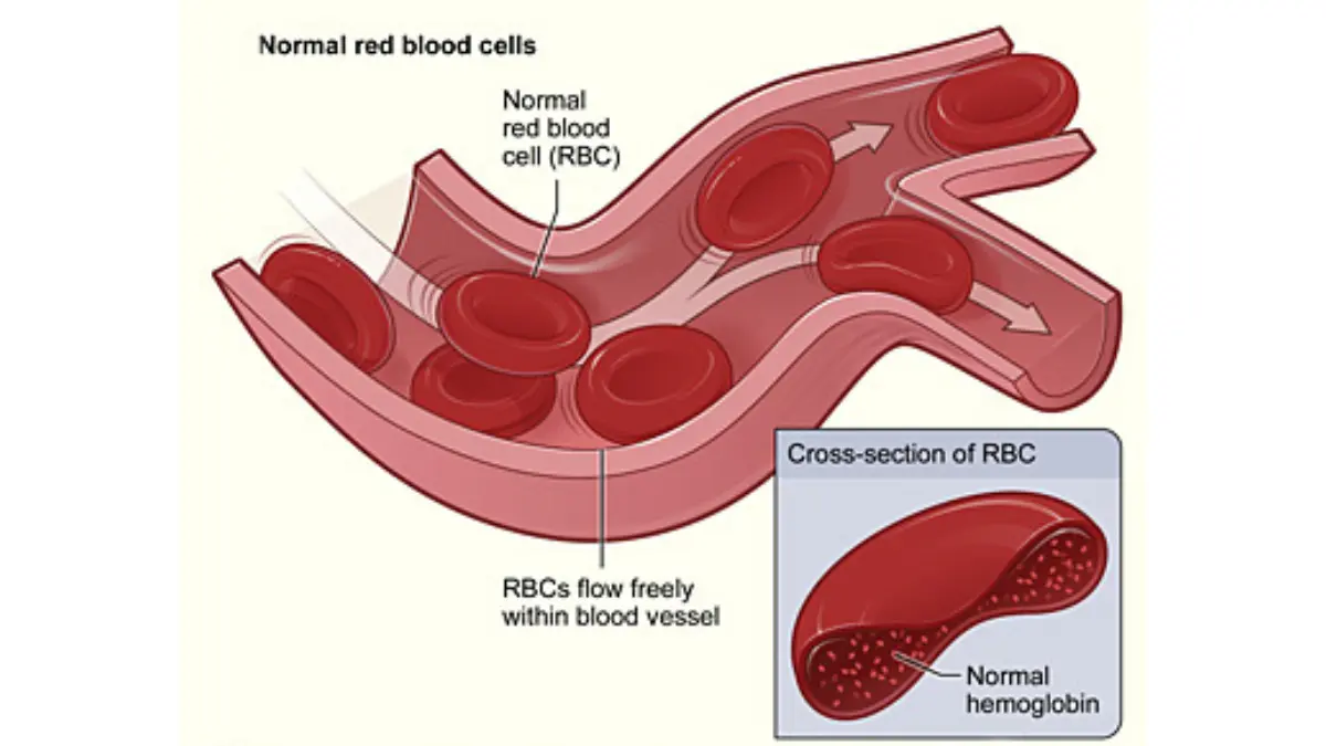 Physiological vector-style illustration of healthy biconcave erythrocytes circulating smoothly inside a vessel walls, evaluated via CBC Test Cost analysis.