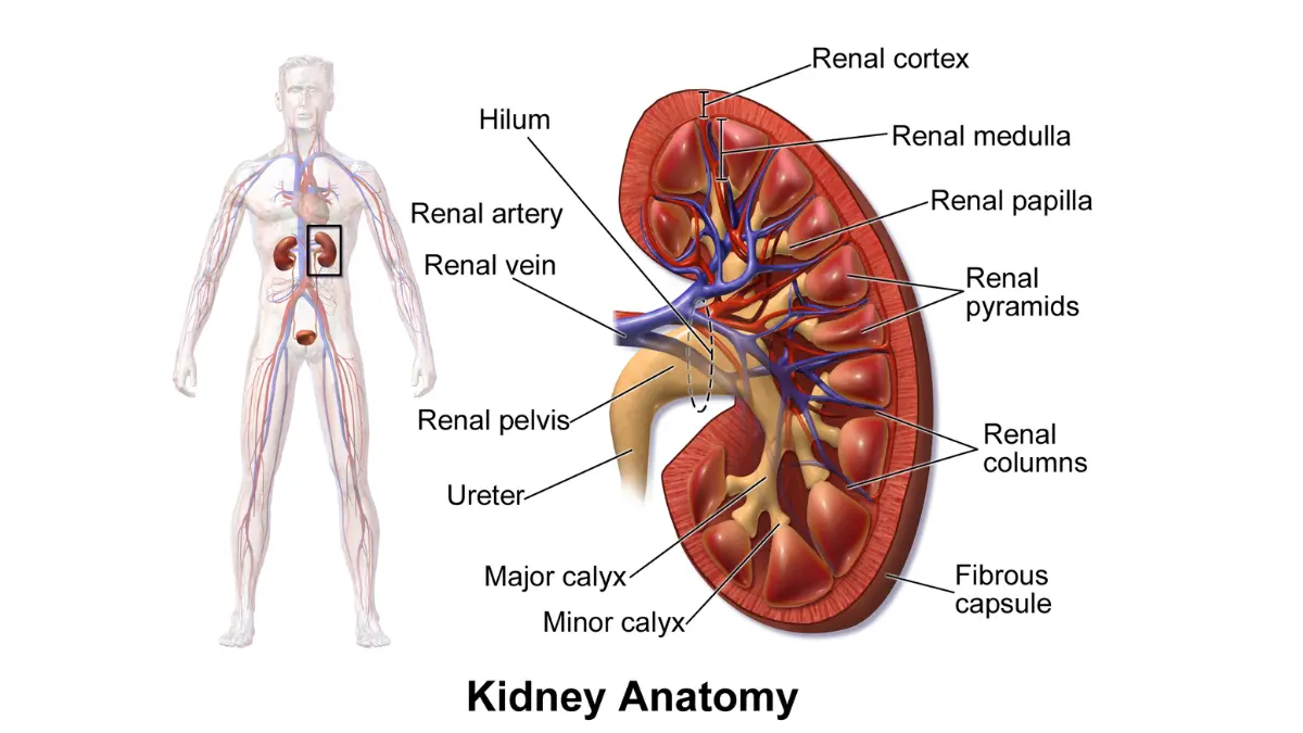 Cross-section vector diagram of human kidney anatomy demonstrating where waste clearance occurs during periods of high creatinine.