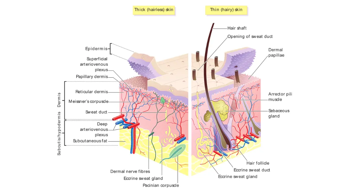 Anatomical diagram of human skin layers highlighting the nerve-rich dermis where the needle enters during a CBC blood draw.