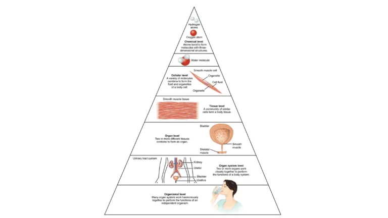 A clinical illustration of the human body's organ levels, showing key targets monitored by a CMP and BMP Blood Test.