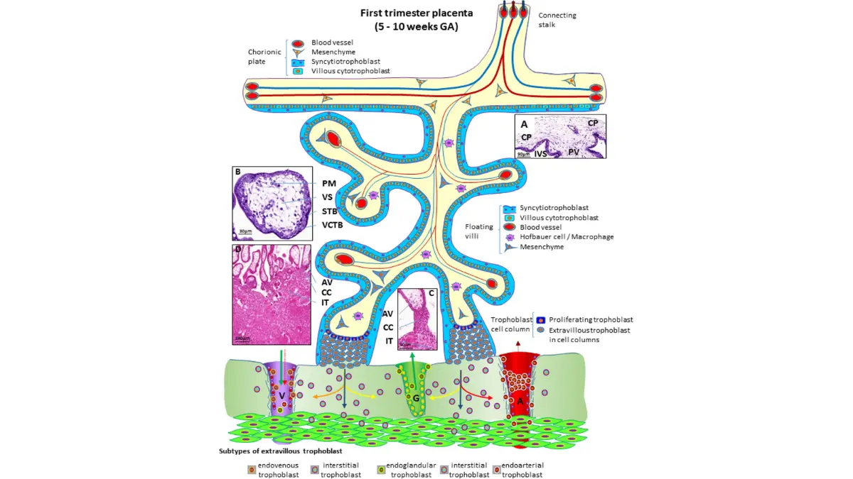 Schematic representation of syncytiotrophoblast layer producing alkaline phosphatase for CMP in pregnancy
