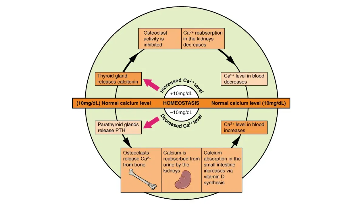 Comprehensive systemic physiological mapping showing organ cross-talk between kidneys, skeleton, and intestines to balance blood mineral concentrations and Total Protein.