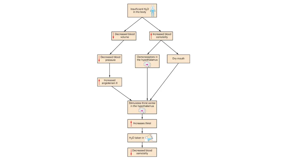 A visual homeostatic system chart tracking fluid regulation thresholds linked to electrolyte concentrations and Abnormal CMP Results.