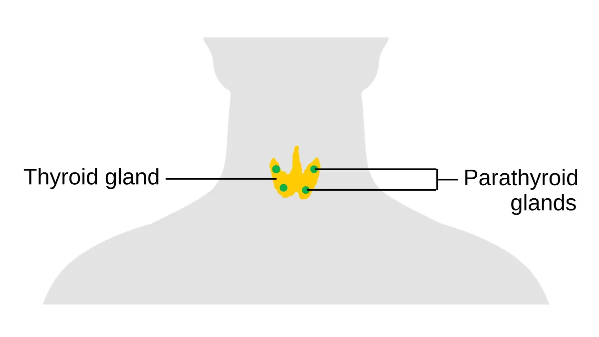 Anatomical medical vector illustration detailing the precise posterior position of the parathyroid glands against the thyroid to balance calcium and serum Total Protein.