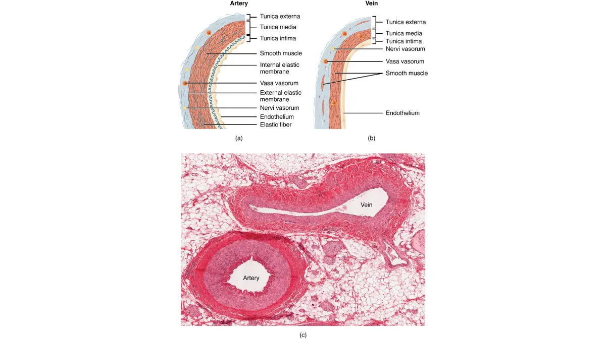 Anatomical cross-section of a human blood vessel showing lumen volume optimized by water intake before a CMP Test.