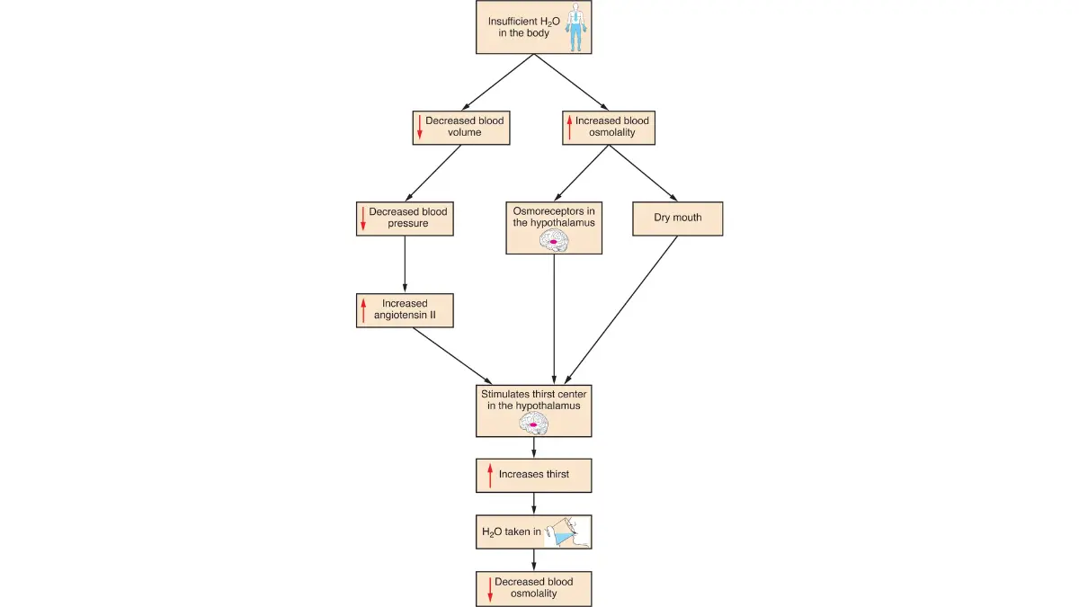 Thirst response flowchart showing why plain water is permitted when you fast for a BMP.
