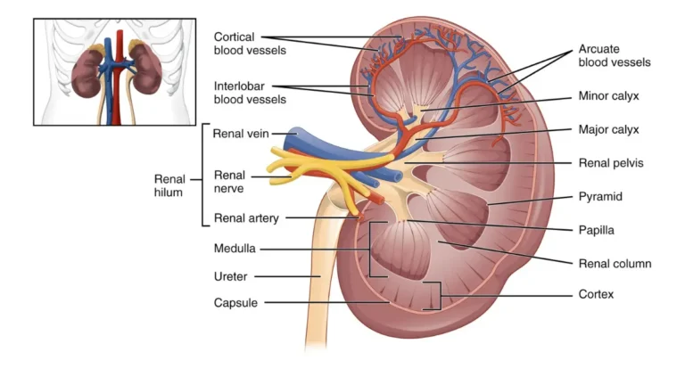 Vascular filtration diagram showing how a CMP detects kidney disease by measuring filtered blood waste products.