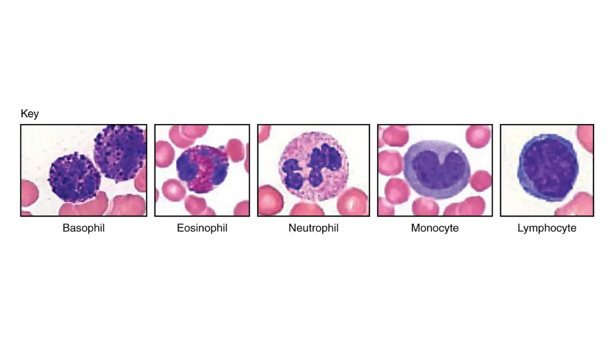 Anatomical vector illustration comparing granular and agranular leukocytes evaluated for shifting childhood Normal CBC Values.